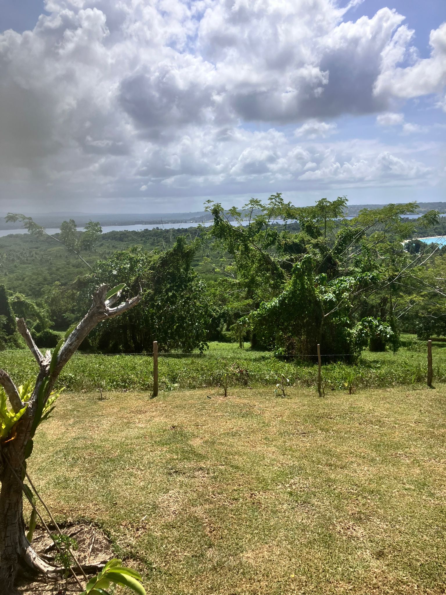 A view of a lush green field with trees and a body of water in the background.