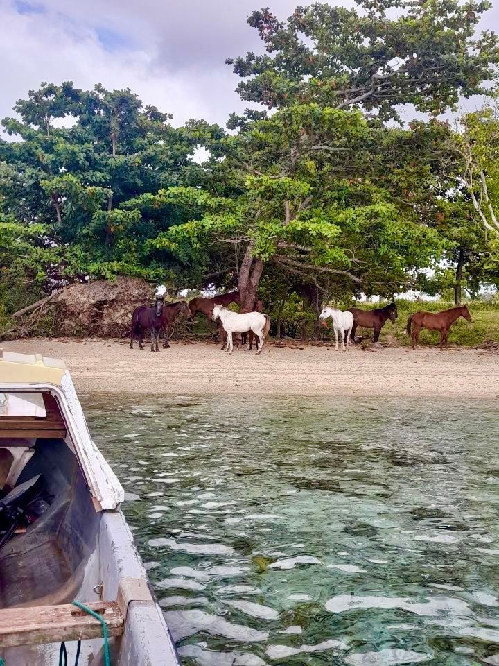 A group of horses standing on a beach next to a boat.