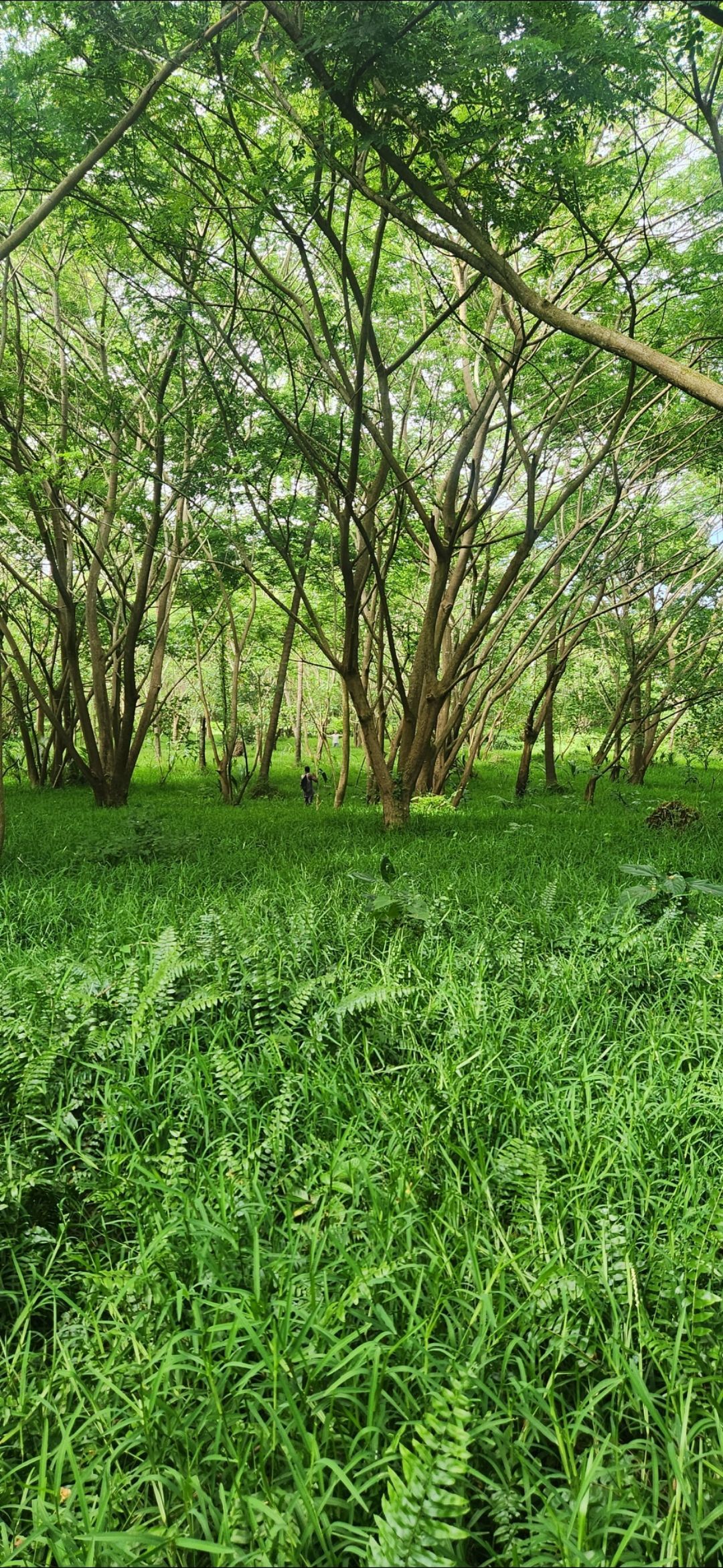 A field of green grass with trees in the background.