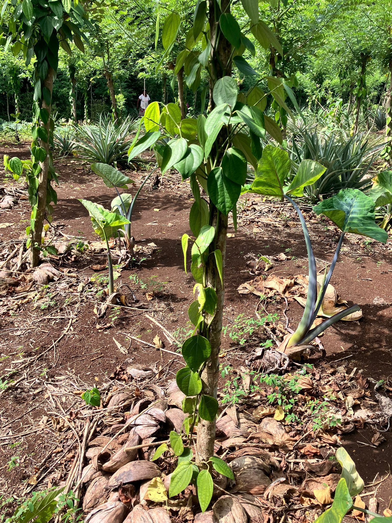 A bunch of plants are growing in the dirt in a field.