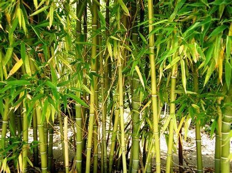 A row of bamboo trees with green leaves growing in a forest.