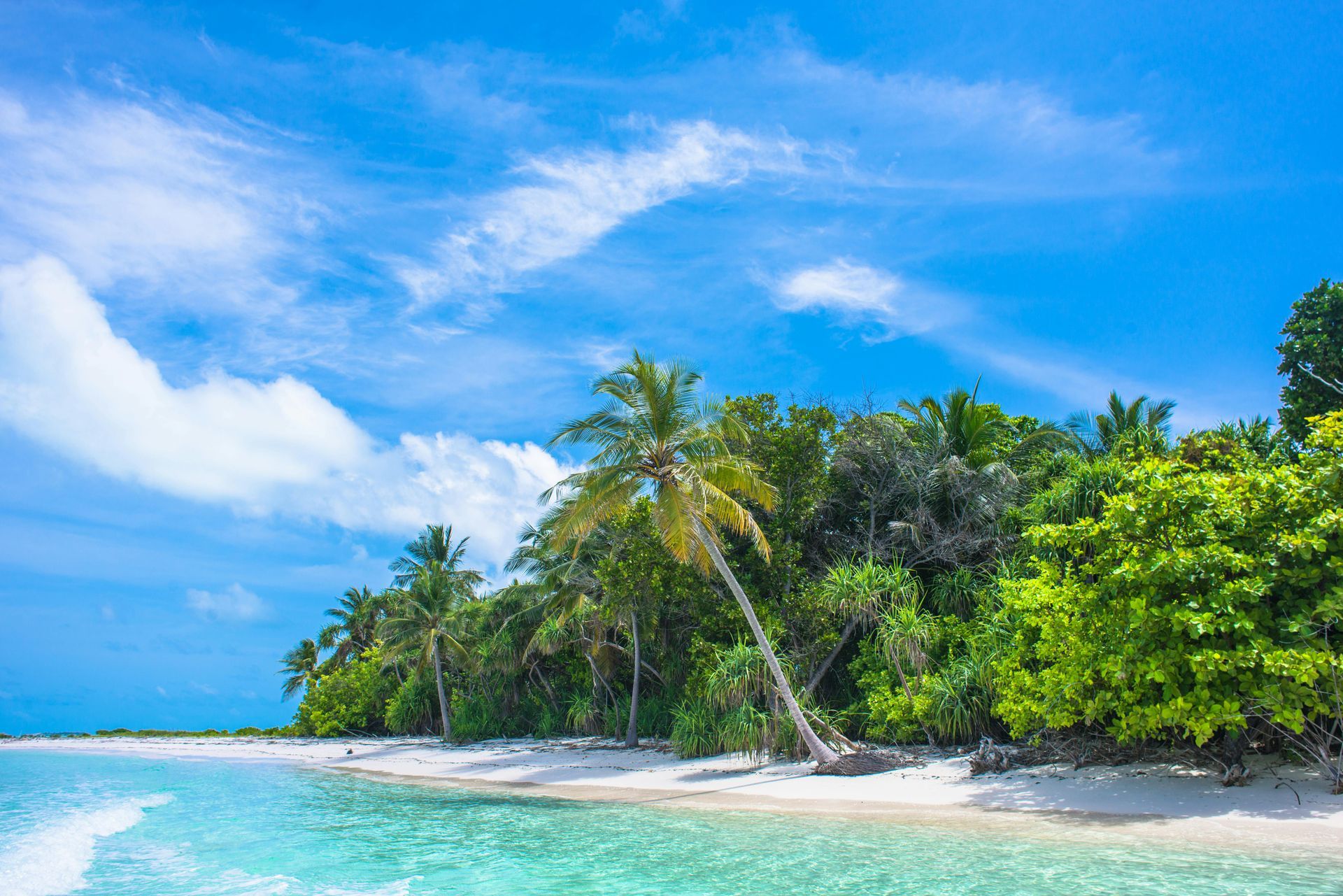 A tropical beach with palm trees and a blue sky