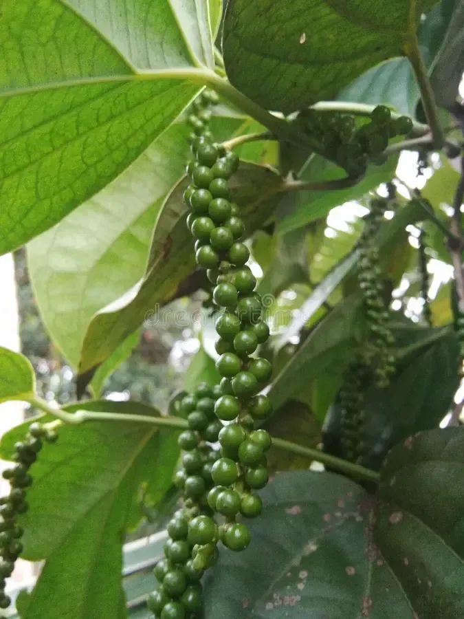 A bunch of green peppers hanging from a plant