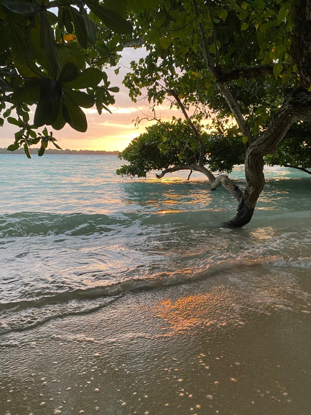 A beach with a tree in the foreground and a sunset in the background