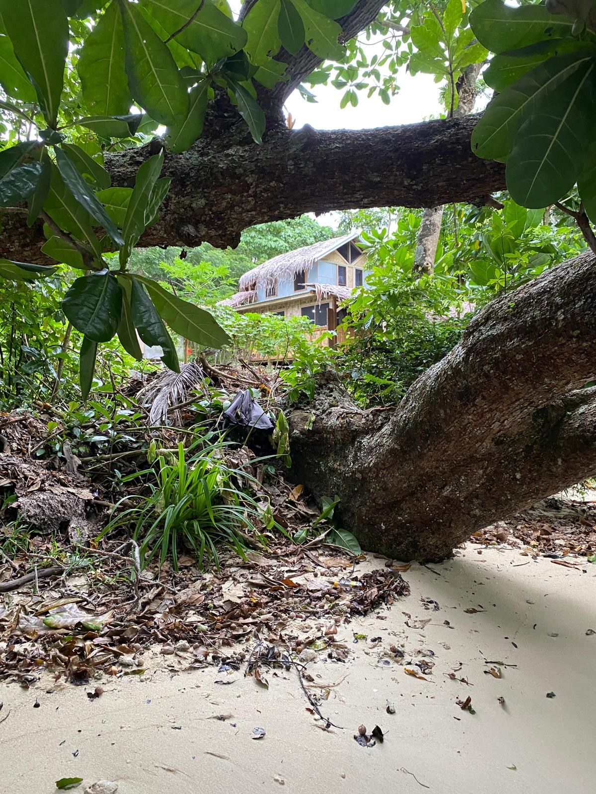 A tree branch is hanging over a sandy beach with a house in the background.