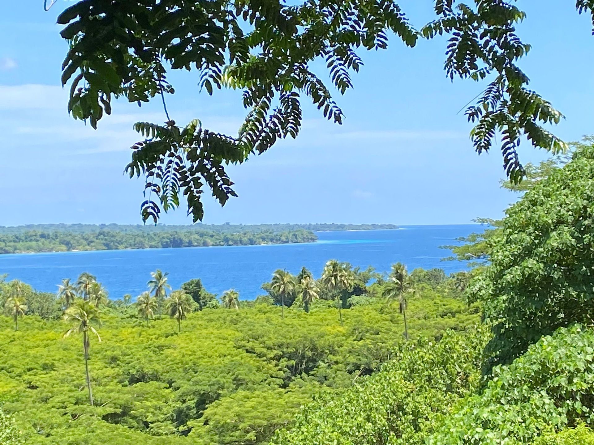 A view of a body of water through the trees