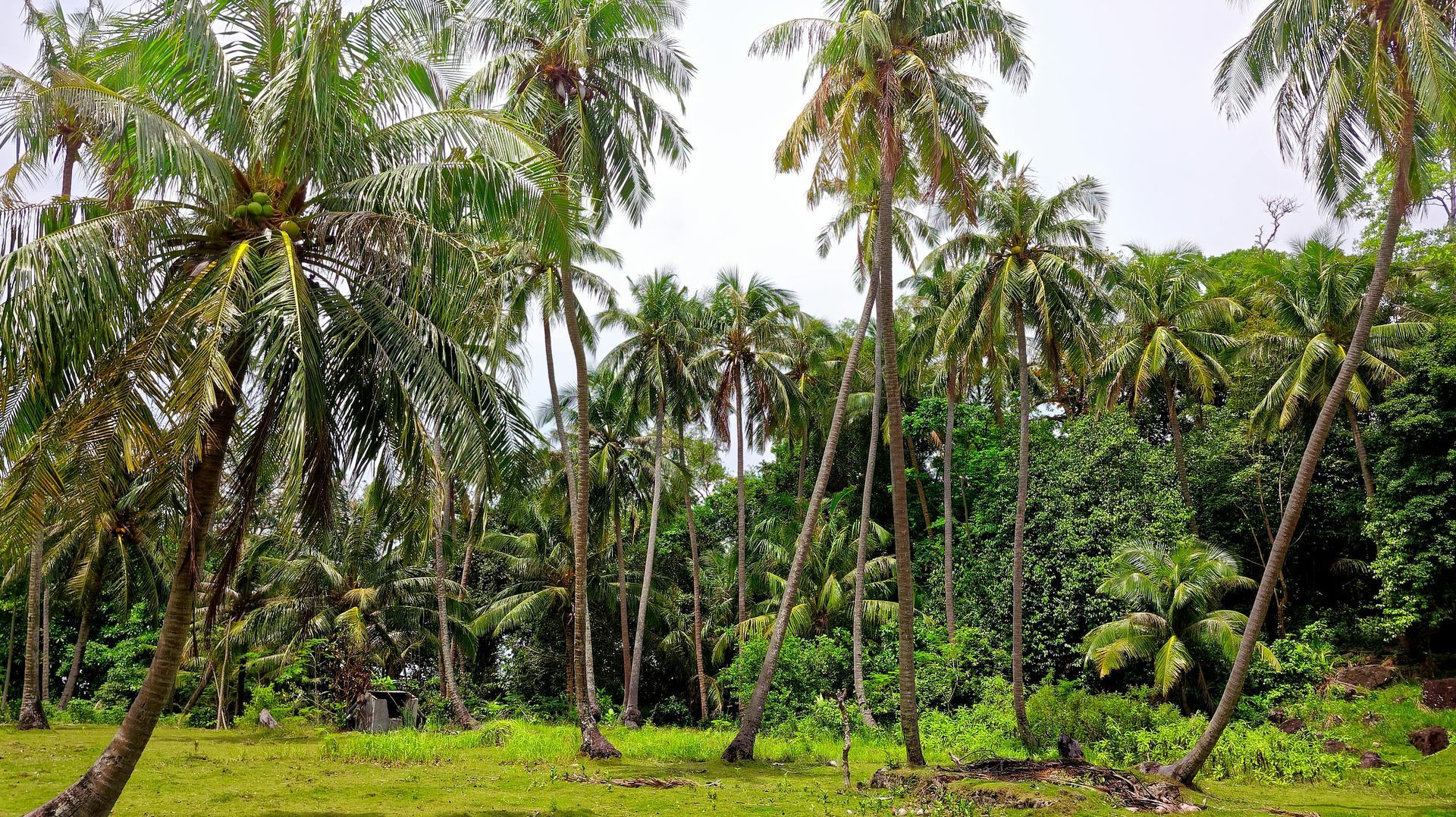 Lush green landscape with a stand of tall coconut palm trees, bright grass, and a background of dense foliage.
