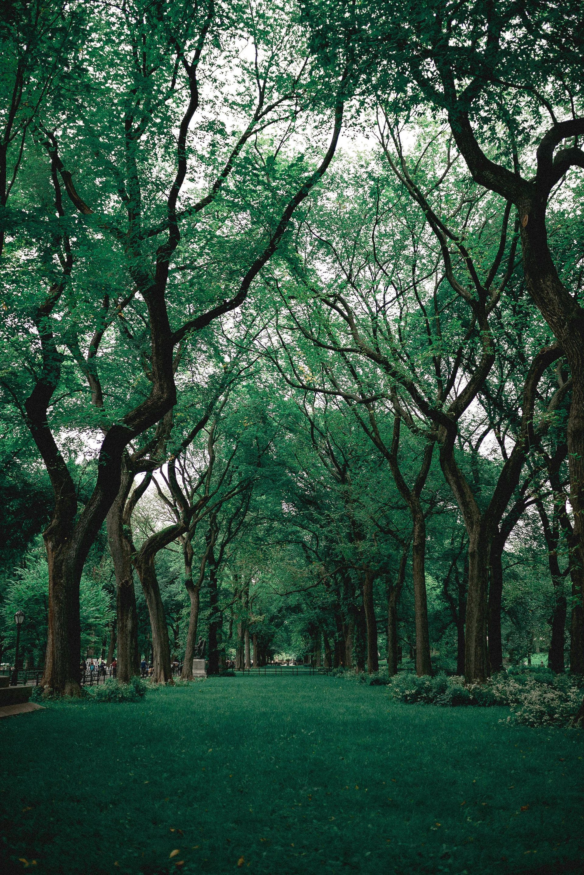 A tree-lined path through a lush green park, with tall trees creating an overhead canopy.