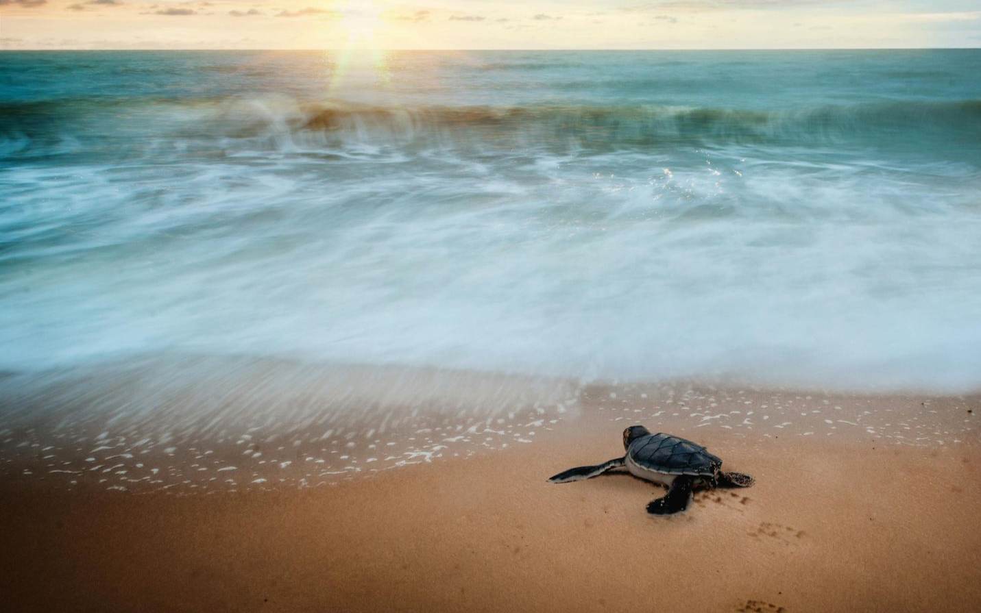 Sea turtle hatchling crawls toward ocean waves on a sandy beach at sunset.