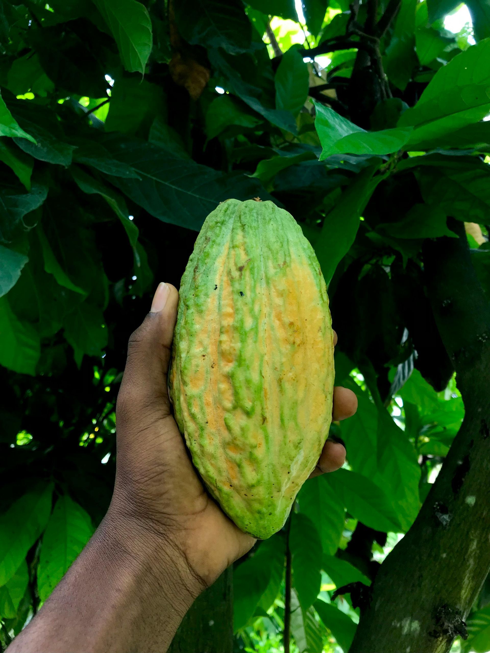 Yellow cocoa bean with a Ni Vanuatu hand with green leaves behind on Aore island Vanautu