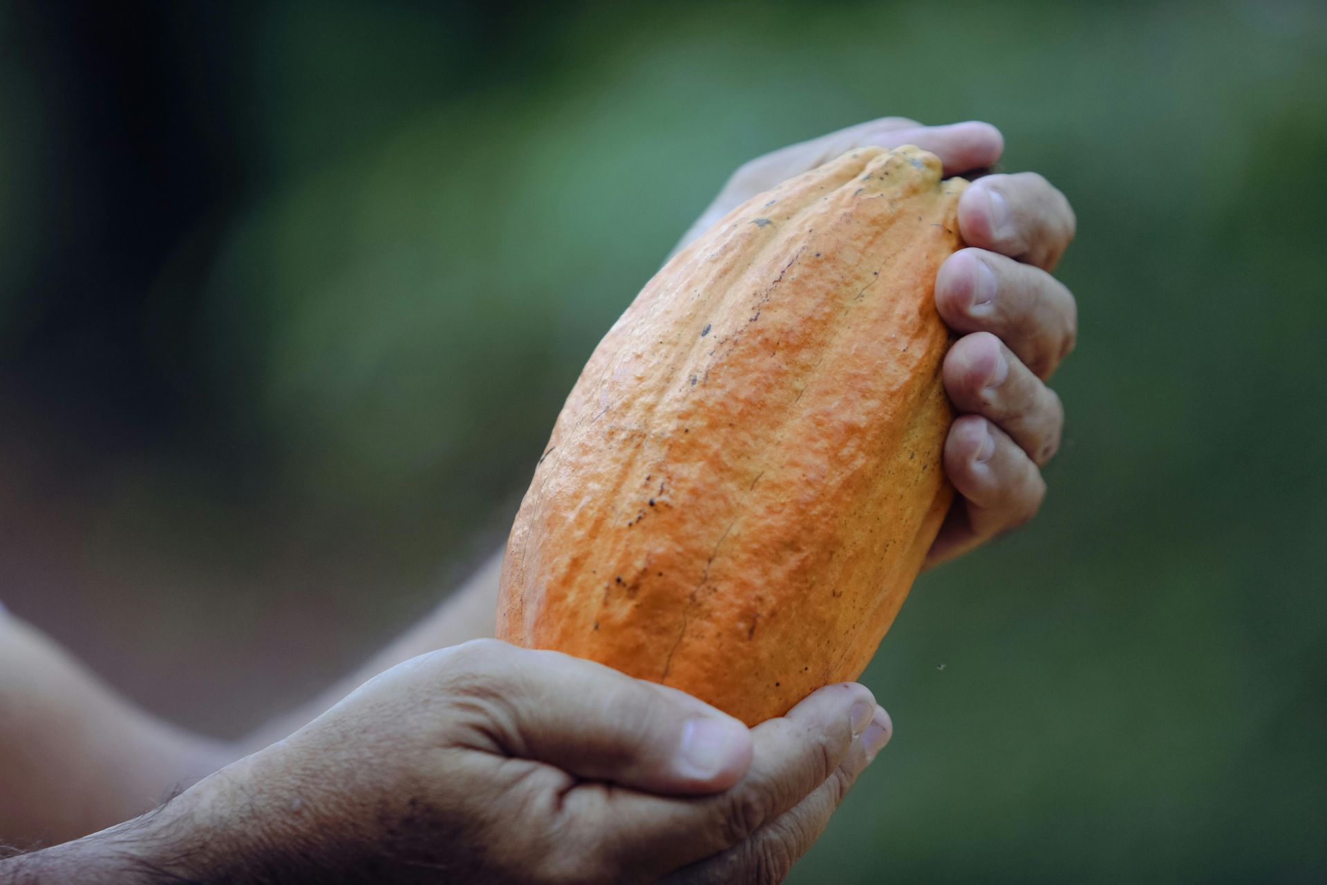 Hands holding an orange cocoa pod, blurred green background