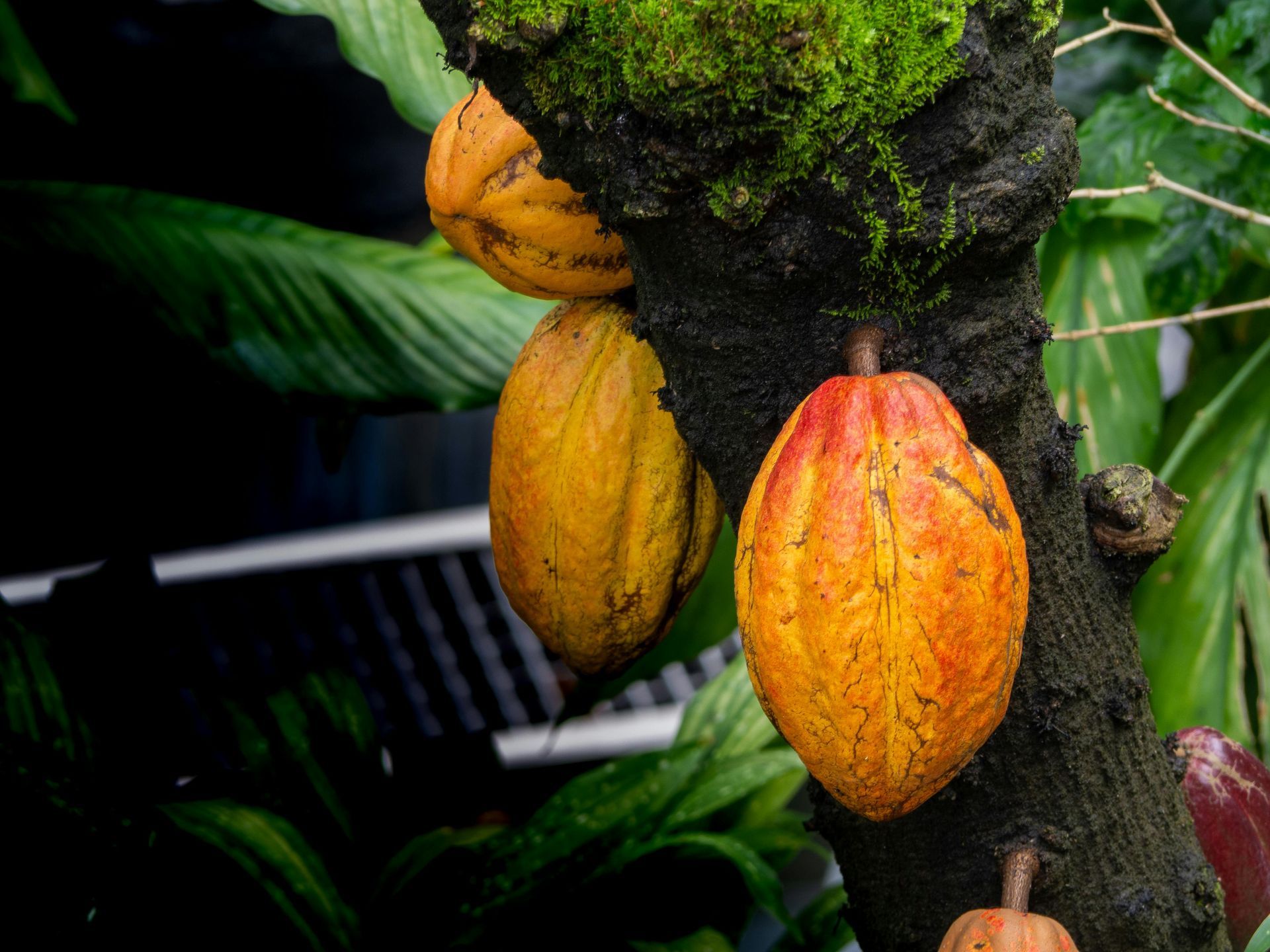 A close up of a cocoa pod hanging from a tree.