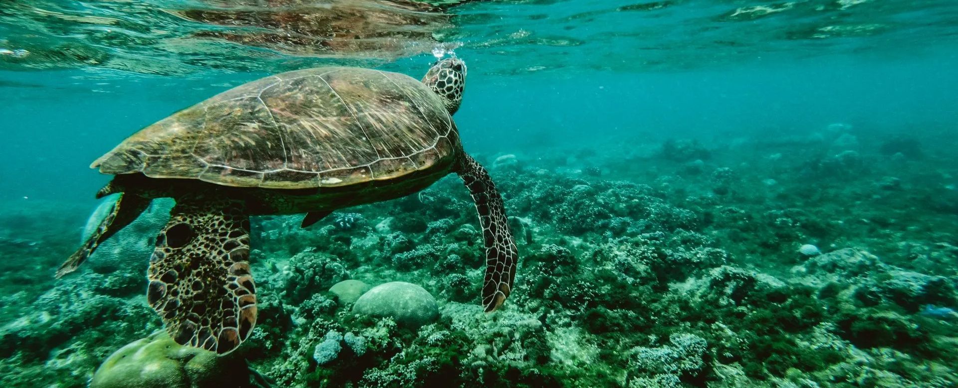 A sea turtle is swimming in the ocean near a coral reef.