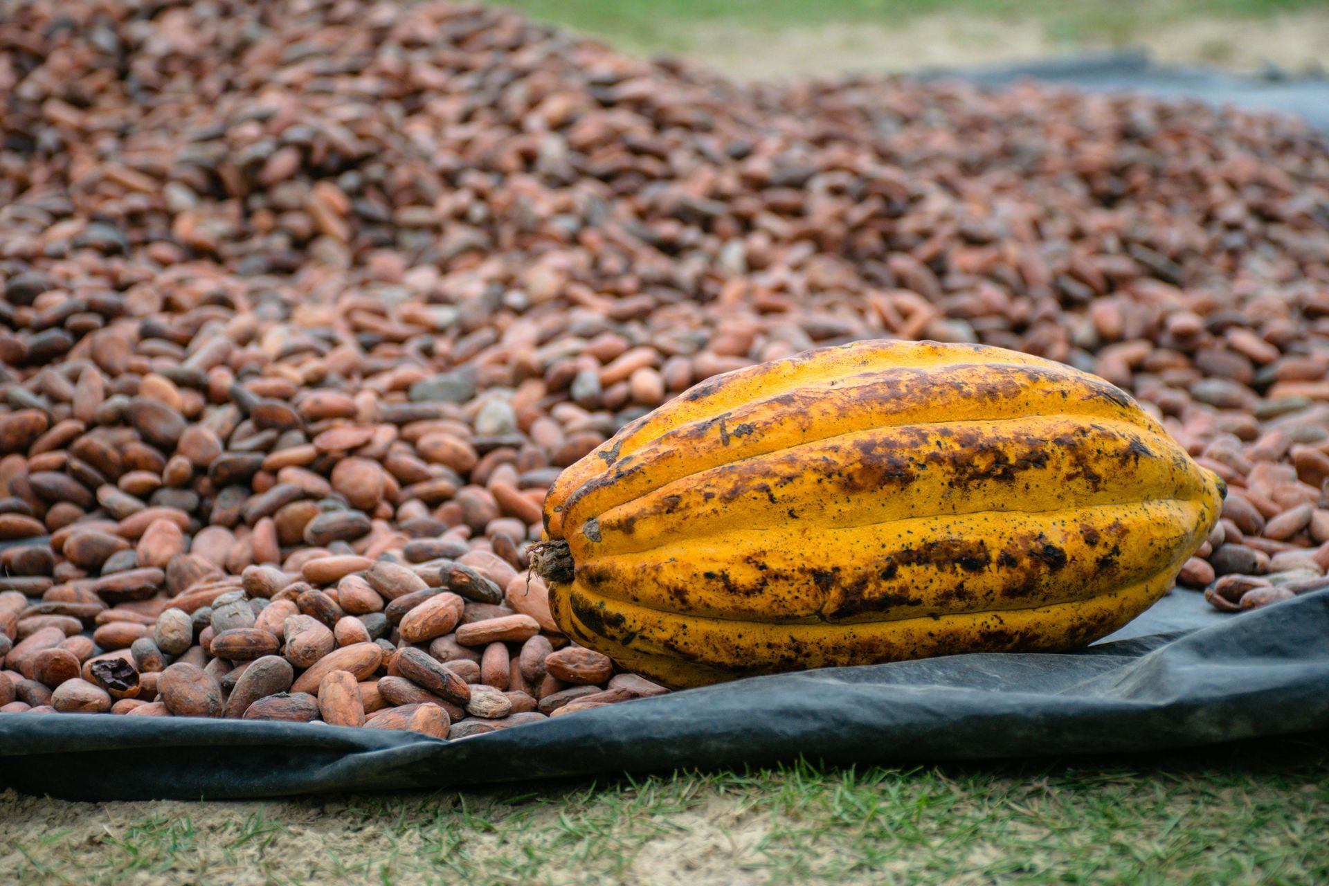 Yellow cacao pod rests on black tarp, surrounded by drying cocoa beans.