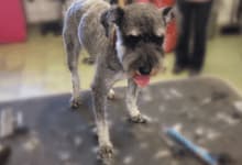small dog with haircut