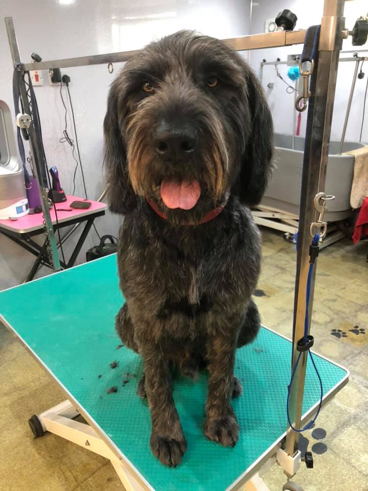 long haired groomed dog