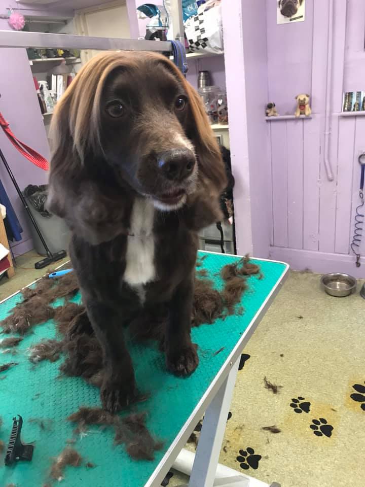 spaniel being groomed