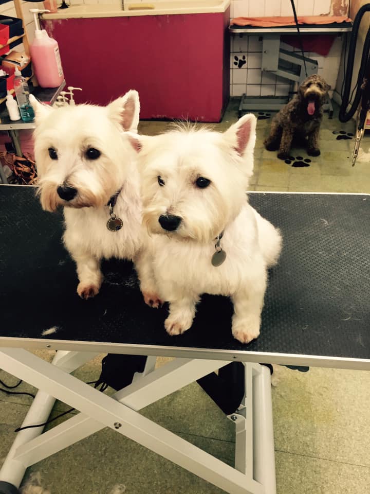 two west highland terriers on grooming table