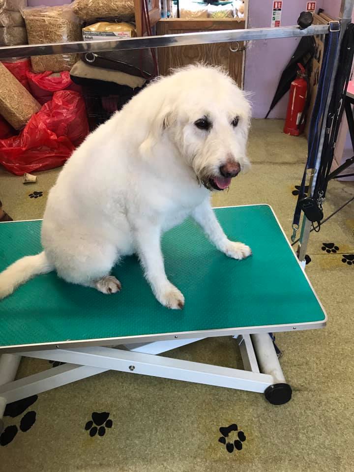 white dog on grooming table