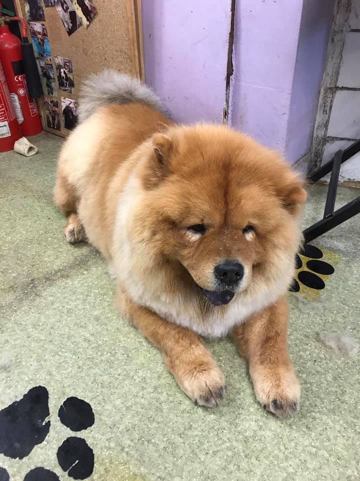 chow chow lying on floor