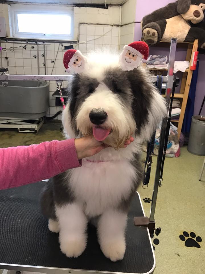 sheepdog with long hair