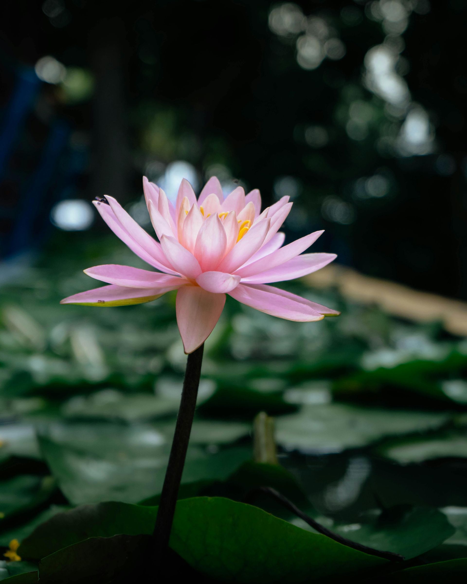 Pink water lily with yellow center, in a pond with green lily pads.