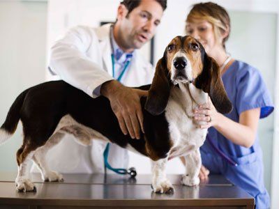 Veterinarians with a dog - Animal clinics in Pueblo, CO