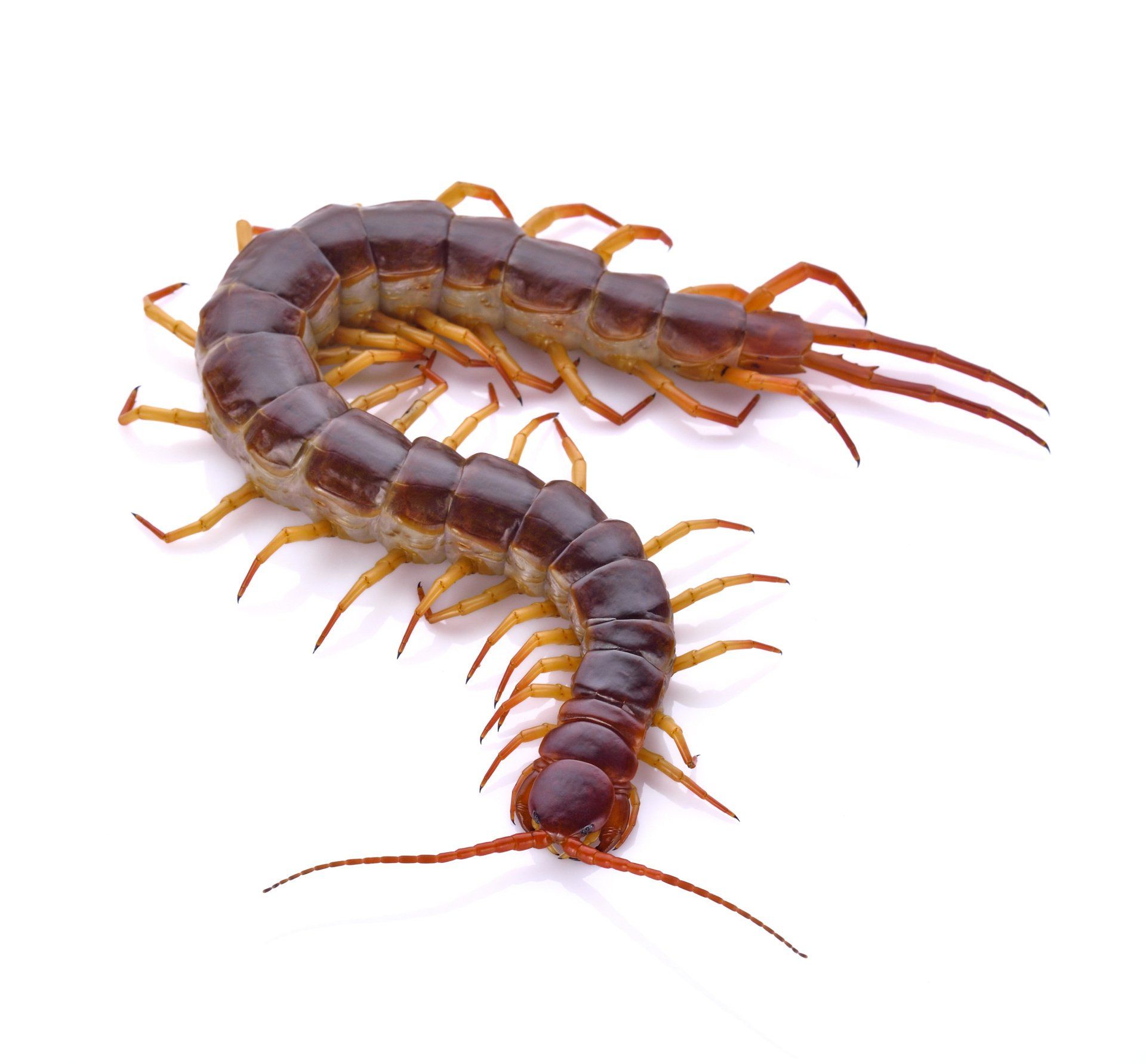 What Attracts Centipedes to Your Home? Quality Pest Control