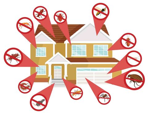 Pest Control Concept - Termite inspections in Columbus, OH
