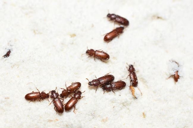 Flying Brown Bugs In House