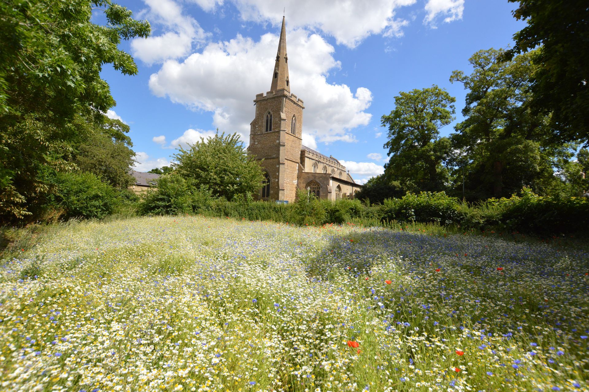 A church with a steeple is surrounded by a field of flowers