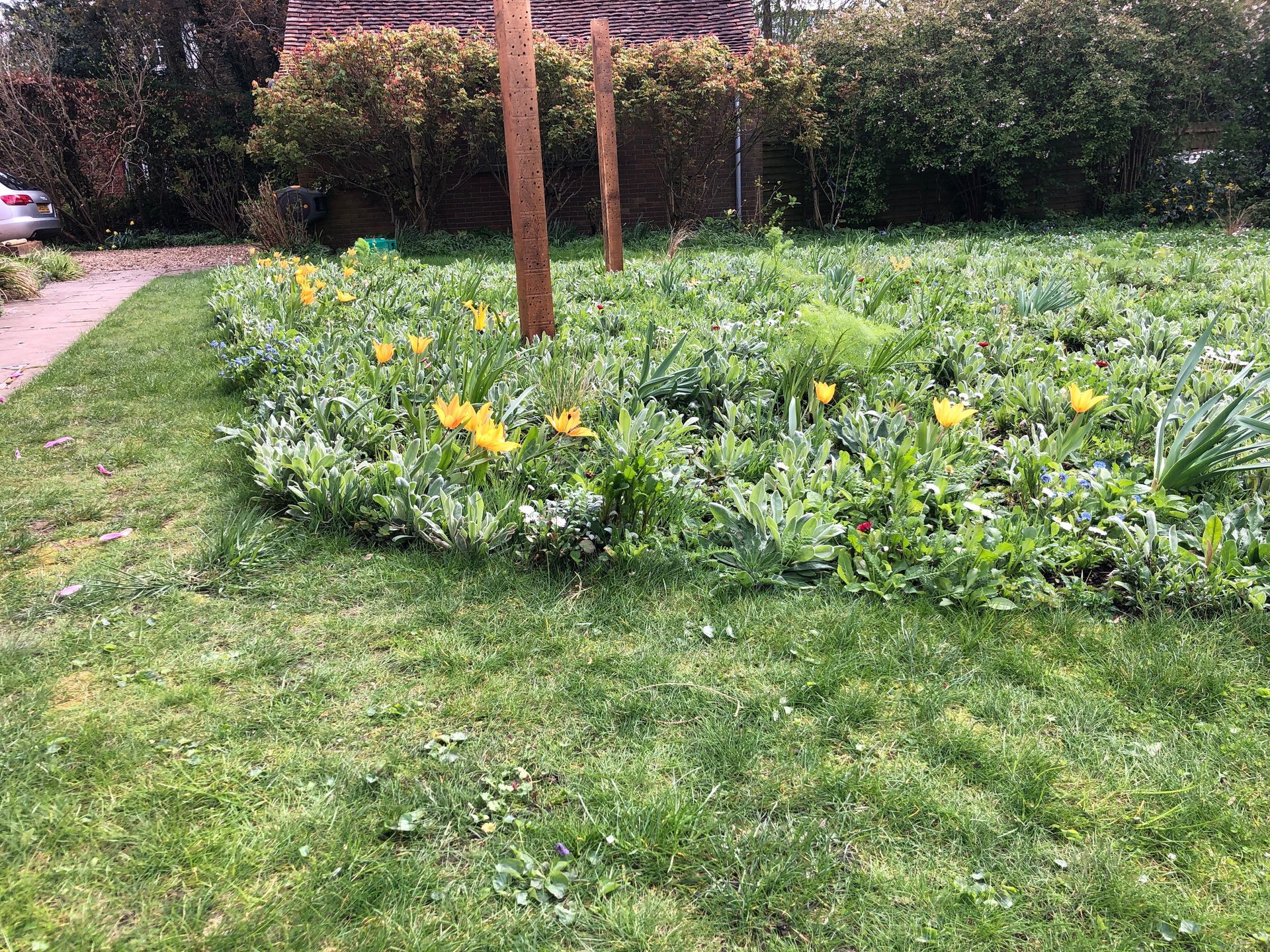 A lush green lawn with yellow flowers and a car parked in the background.