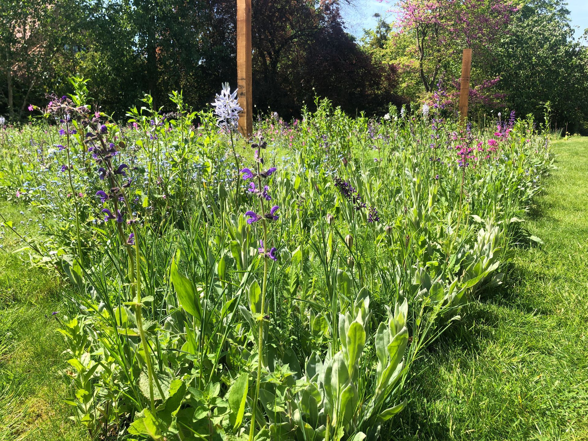 A field of flowers growing in the grass with trees in the background.