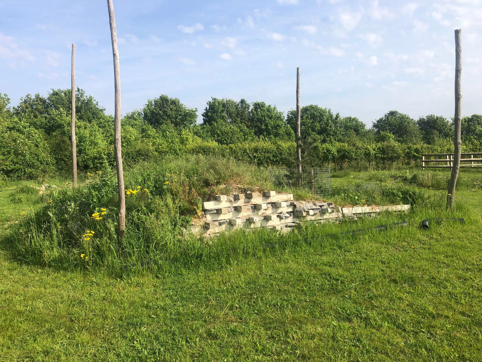 A grassy field with a fence and trees in the background.