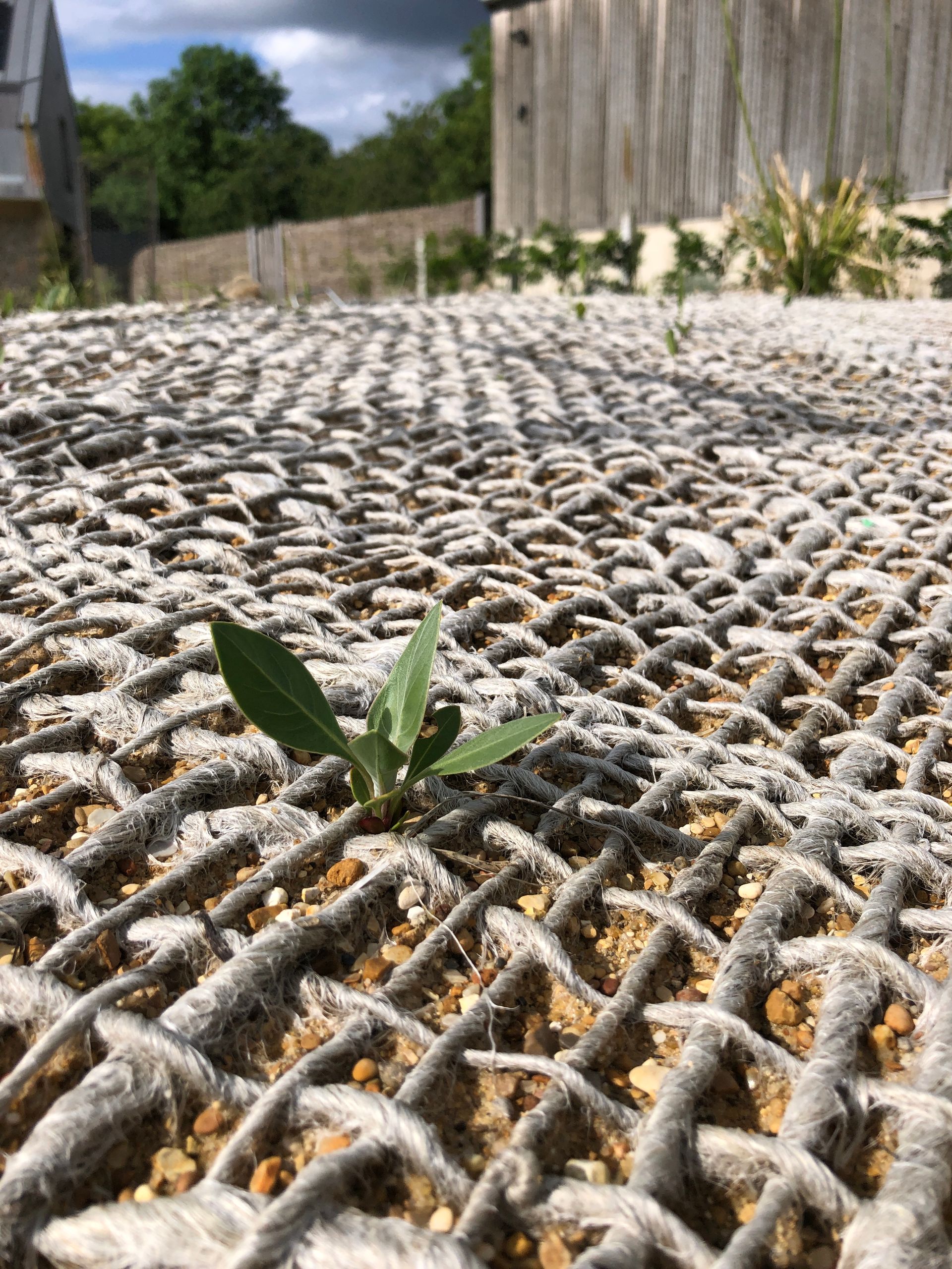 A small plant is growing out of a gray mesh.