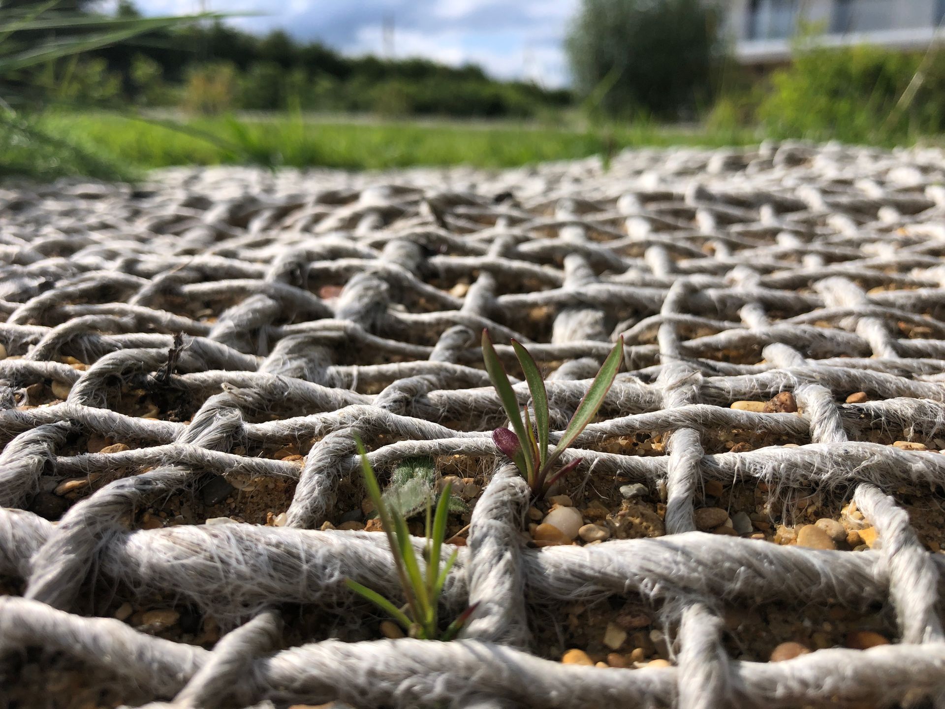 A small plant is growing out of a wire mesh.