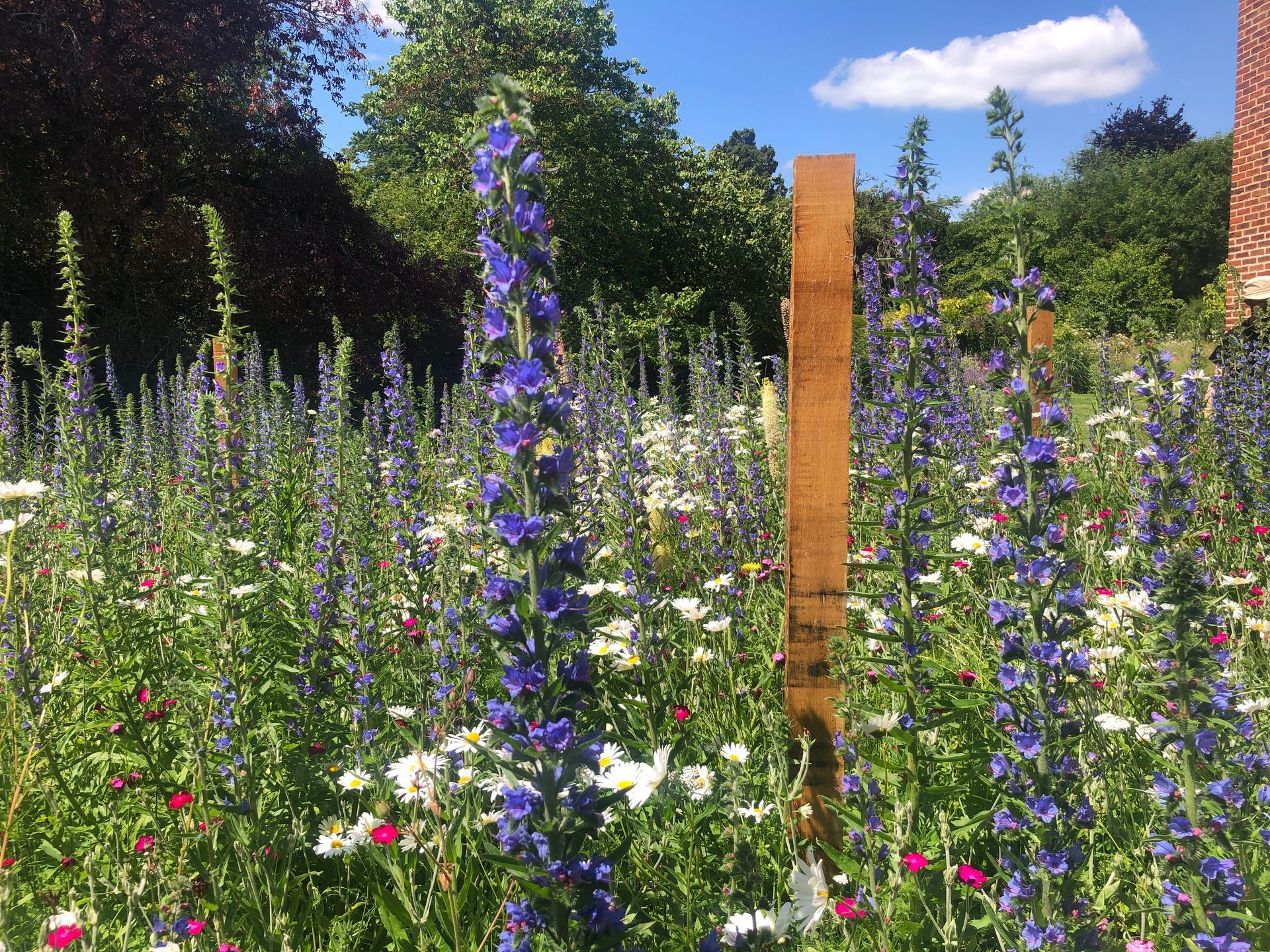 A wooden pole is in the middle of a field of flowers.