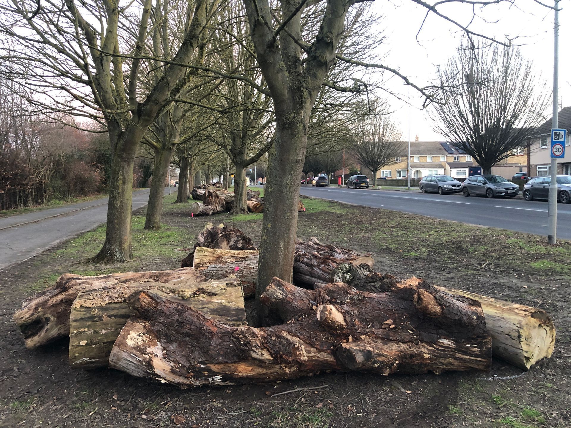 Log pile, Cambridge, hibernaculum teasels biodiverse design and consultancy