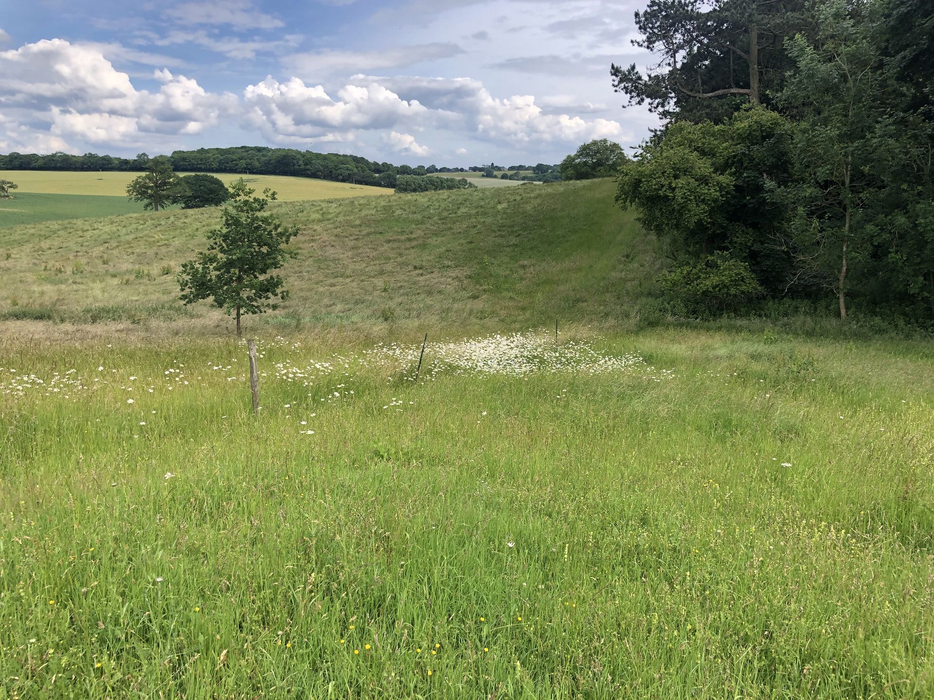 A field of tall grass with trees in the background