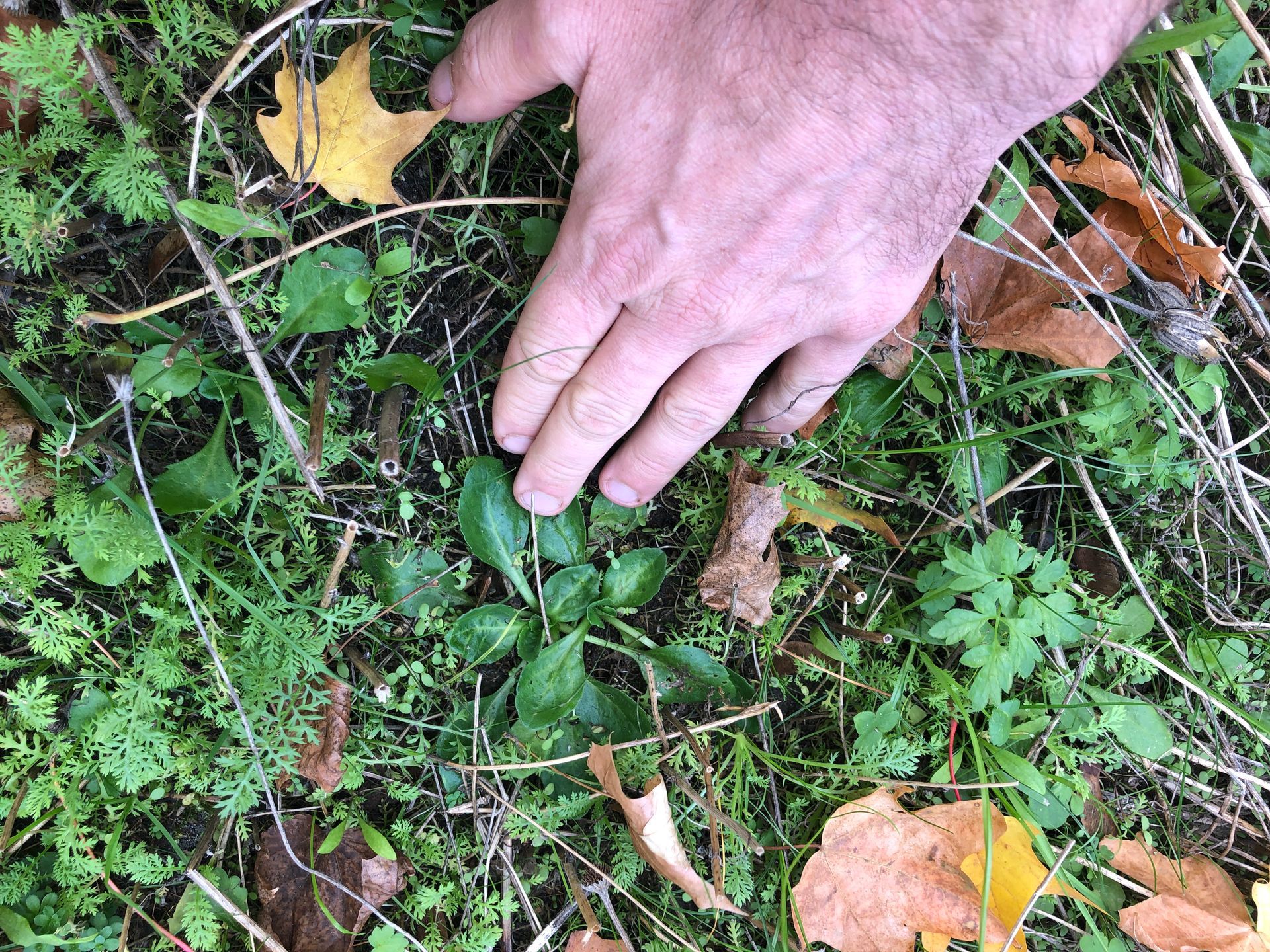 A person 's hand is reaching for a plant in the grass.