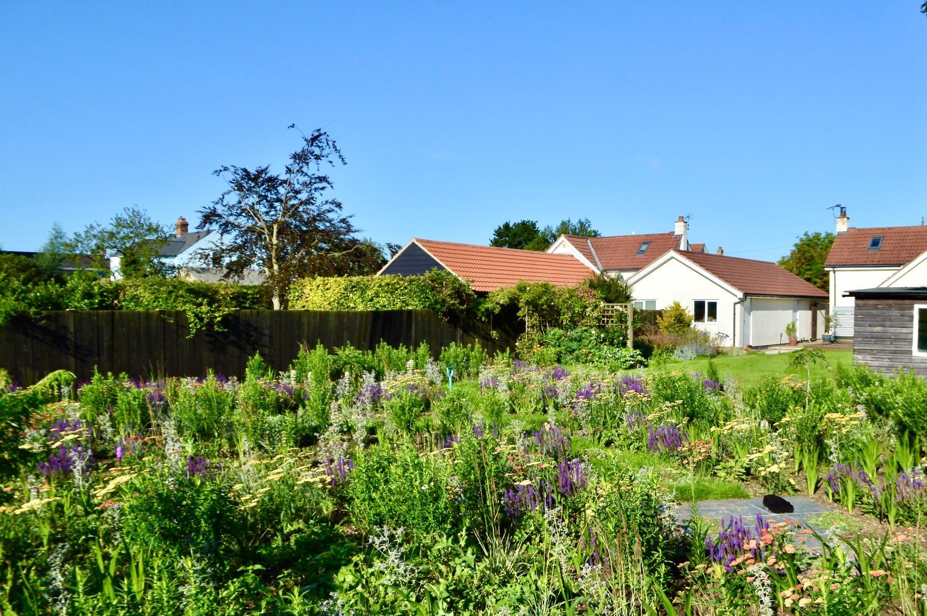 A lush green field with purple flowers and houses in the background