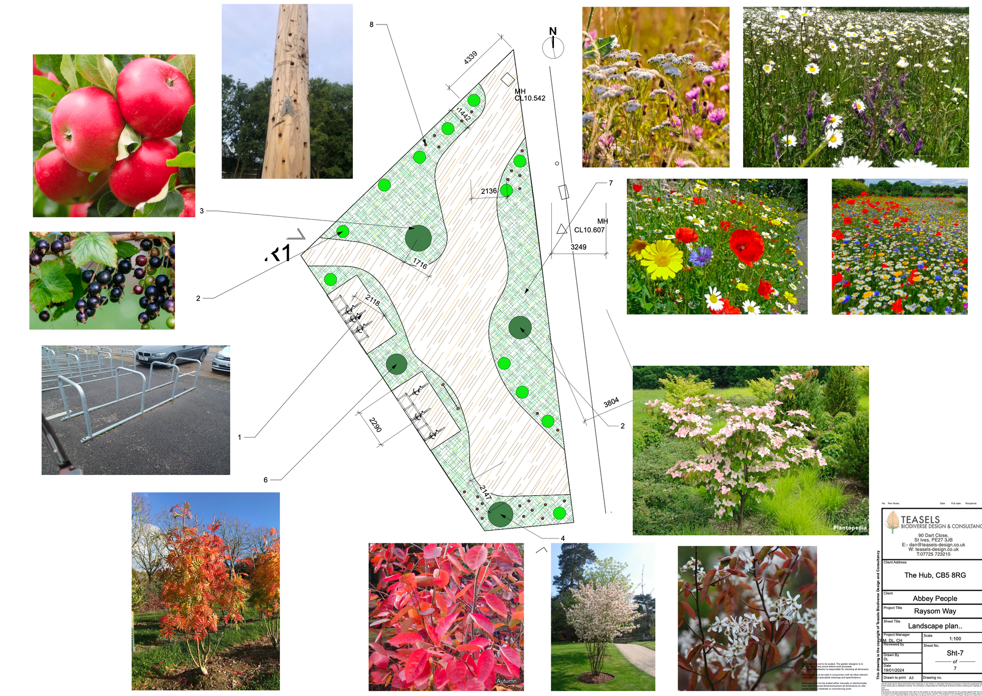 A collage of pictures of different types of trees and flowers