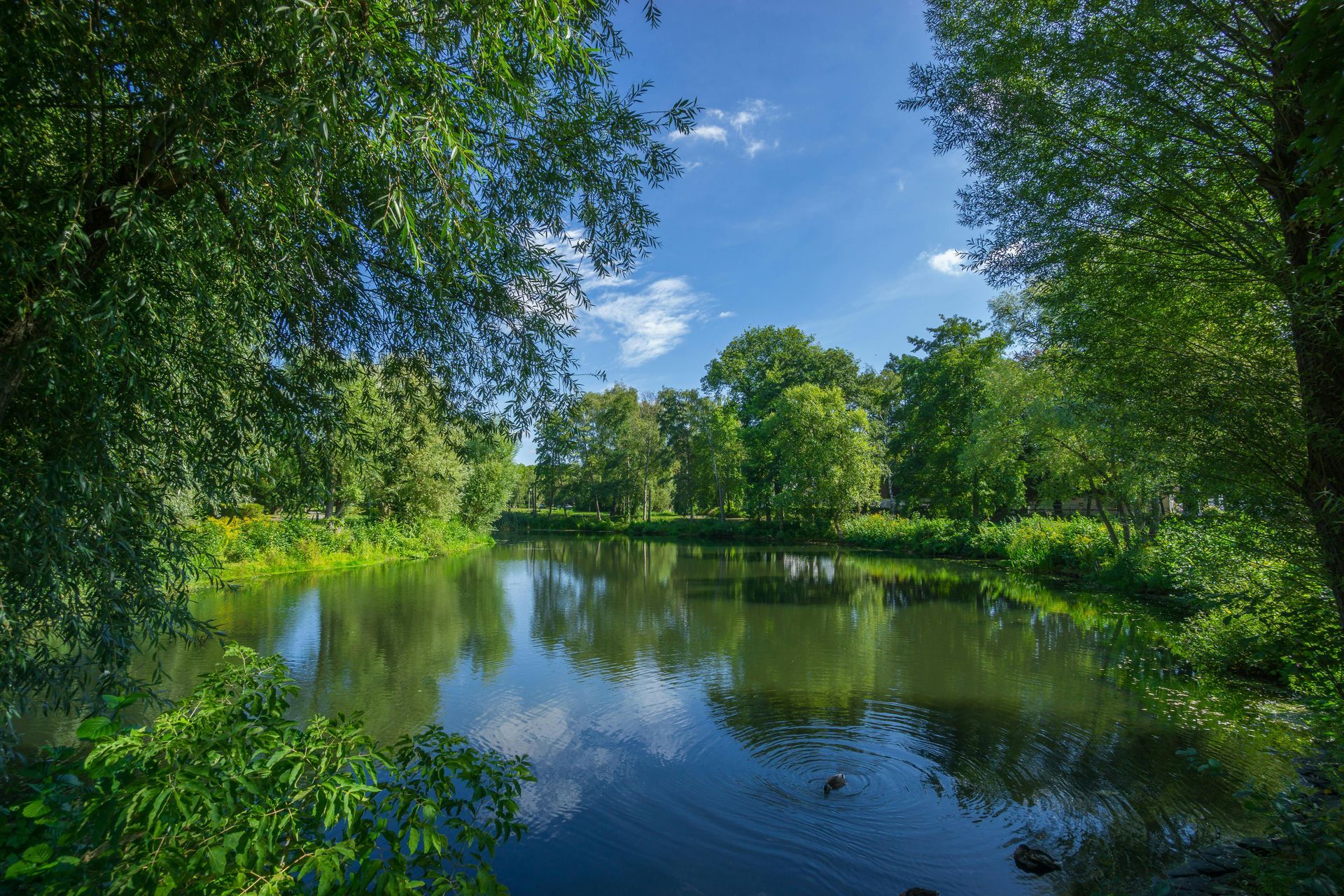 A lake surrounded by trees on a sunny day