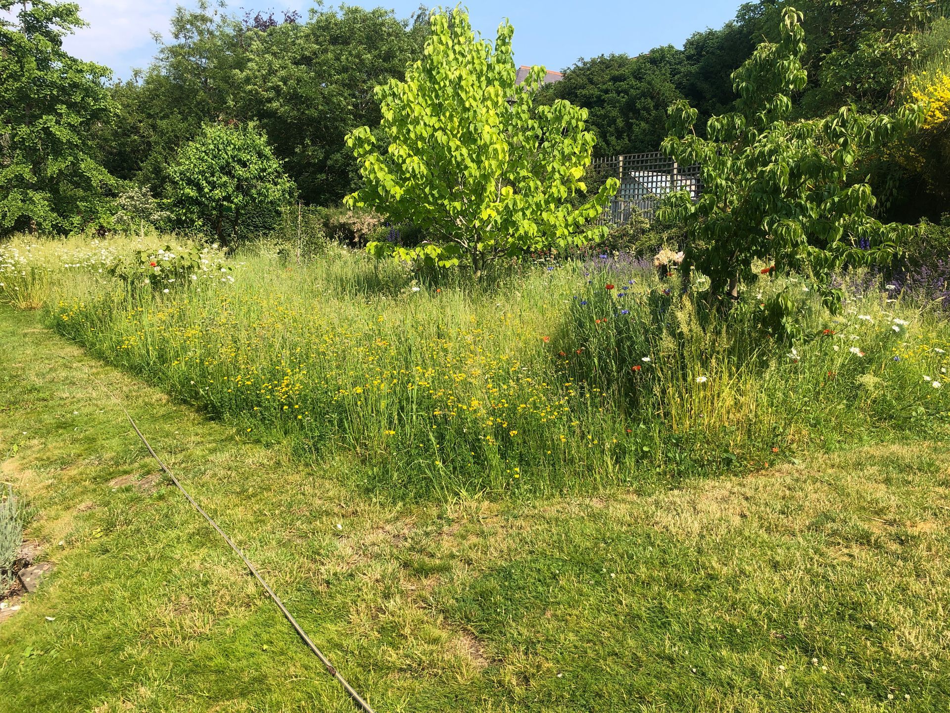 A lush green field of grass with trees in the background.