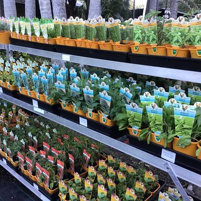 Small plants for sale — Fruit Trees in Northern Rivers, NSW