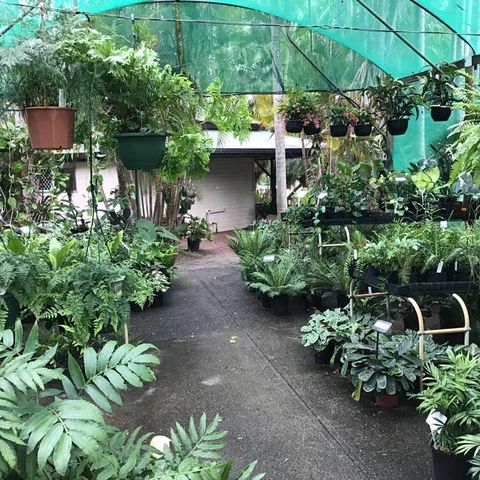 Plants inside a greenhouse — Nursery in Northern Rivers, NSW