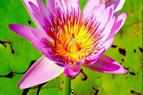 Blossomed flower in water lily — Nursery in Northern Rivers, NSW