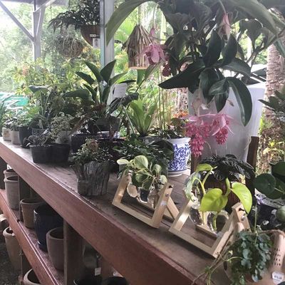 Table for plants and garden tools — Grow Indoor Plants in Northern Rivers, NSW