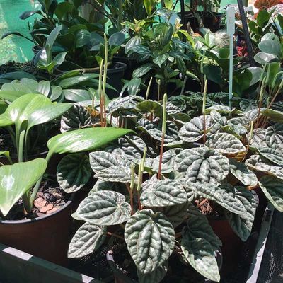 Plants in sunlight — Grow Indoor Plants in Northern Rivers, NSW