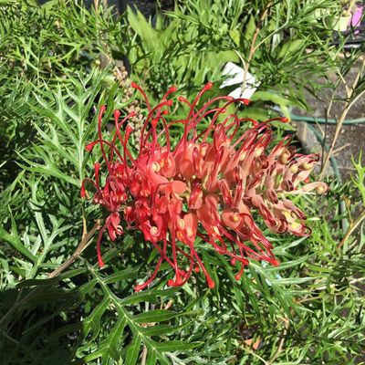 Red flower in bushes — Native Plants in Northern Rivers, NSW